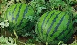 常德网红吃瓜事件真相,真相背后引人深思