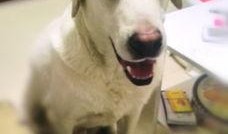 紫狗爆料视频,一窥娱乐圈幕后真相