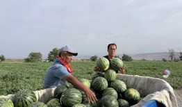 娱乐718吃瓜王大炮,吃瓜王大炮背后的故事