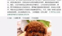 紫狗爆料视频,一窥娱乐圈幕后真相