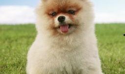 博美爆料新闻报道视频播放