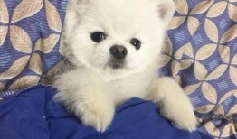 博美爆料新闻报道视频播放