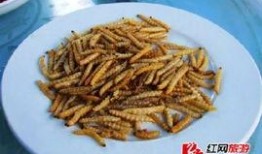 关于竹虫事件爆料的新闻,揭秘背后惊人内幕