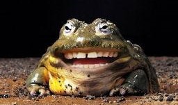 变异牛蛙爆料视频大全下载,揭秘神秘生物之谜