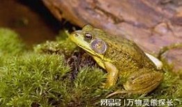 变异牛蛙爆料视频大全下载,揭秘神秘生物之谜