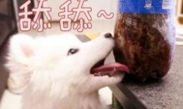 吃瓜娱乐汪,揭秘娱乐圈那些事儿