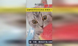 猫咪吃瓜全集免费,全集免费畅享萌宠欢乐时光