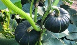 诸暨吃瓜网红是谁啊,网络红人的崛起与影响力