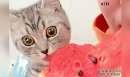 猫咪吃瓜全集免费,全集免费畅享萌宠欢乐时光