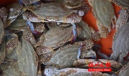 爆料水产博主视频大全集,探寻海洋美食的奥秘与魅力