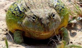 变异牛蛙爆料视频大全下载,揭秘神秘生物之谜