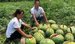 南充网红吃瓜事件,一场网络狂欢背后的真相与反思