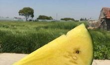 抖音康县网红吃瓜,抖音美食之旅