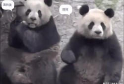 熊猫奥莉奥爆料了吗视频,幕后故事大公开