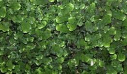 绿片在线观看,揭秘神秘绿片世界