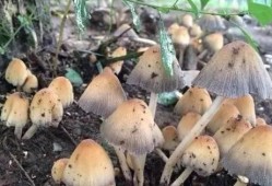 娱乐吃瓜菌生活中,吃瓜菌带你领略幕后风云