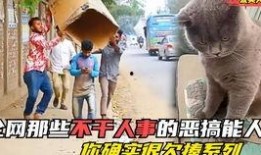 黑哥爆料小学坠楼视频,黑哥爆料揭示小学坠楼事件真相